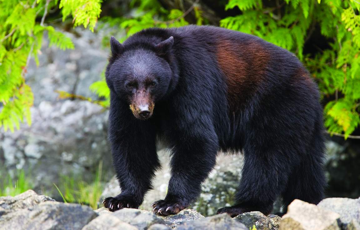 Sepaq Laurentides Wildlife Bear Watching Quebec City Canada